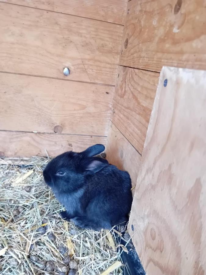 Ferienwohnung Mit Bauernhofflair Loebau Luaran gambar